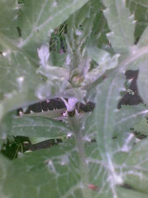 Bild082_Imperial_Star.JPG