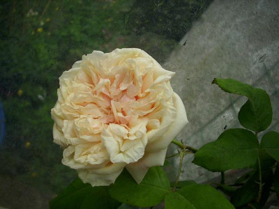 2014_gloire.jpg