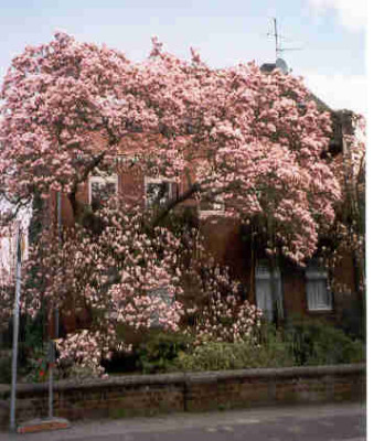 Magnolie_in_der_Nachbarschaft.jpg