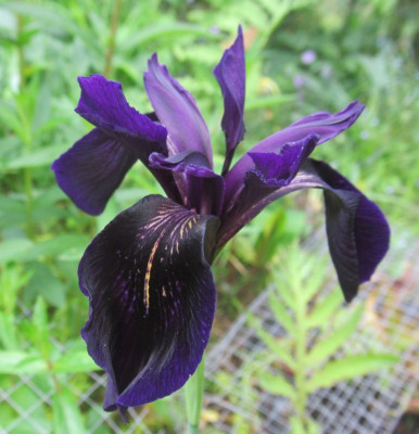 Iris_chrysographes_Black_Form_2014.jpg
