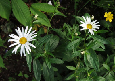 IMG_3708_Leucanthemum_waldsteinii.jpg