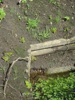 Sonnenbad_am_Teich.JPG