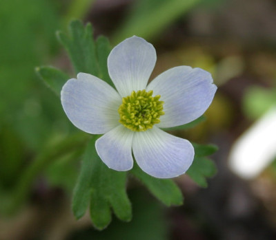 IMG_2629_eAnemone_trullifolia.JPG
