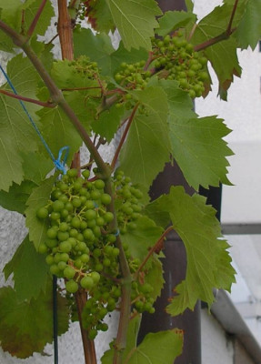 wein_p7102120.jpg