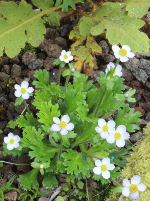 Anemone1.jpg