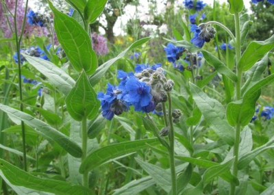 Cynoglossum_nervosum2014.jpg