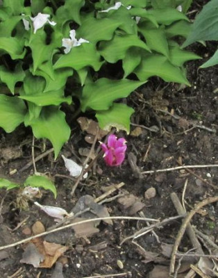 C.purpurascens-uwe.jpg