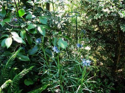 Amsonia_hubrichtii_..._31.5.14_004.jpg