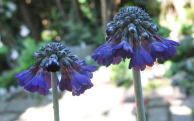 Primula_capitata_..._31.5.14_007.jpg