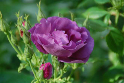 rhapsody_in_blue_7169.JPG
