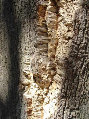 korkeichenrinde.jpg