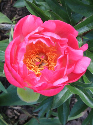 Paeonia_peregrina.jpg