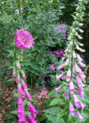 20140531_angeberdigitalis.jpg