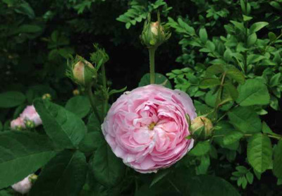 20140531_unbekannte_rose.jpg