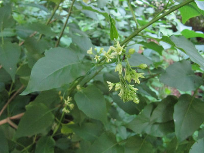 Vincetoxicum_hirundinaria_140531k.jpg