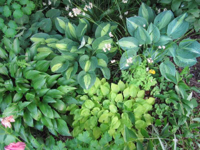gartenwudige_Hostas_140531.jpg