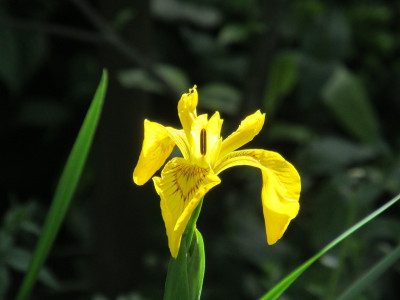 Iris_pseudacorus_2014.jpg