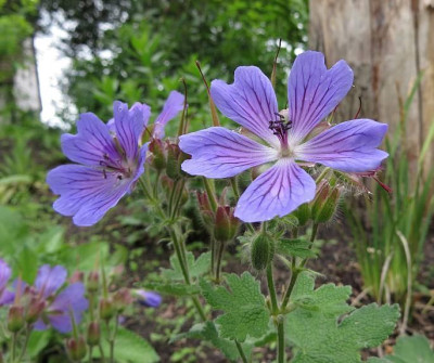 IMG_3732_Geranium_Tricoli.jpg