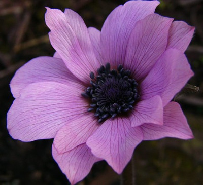 Anemone_pavonina_Blute.jpg