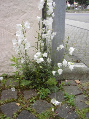 PICT9138.JPG