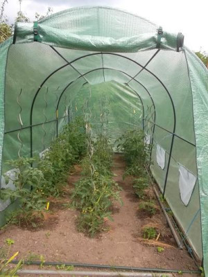 Tomatenjetzt.jpg