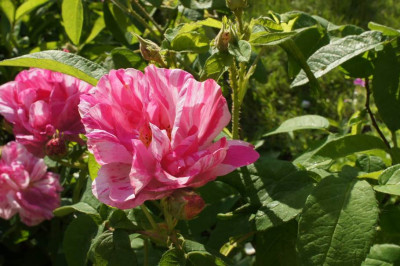 Rosa_gallica_Versicolor.jpg