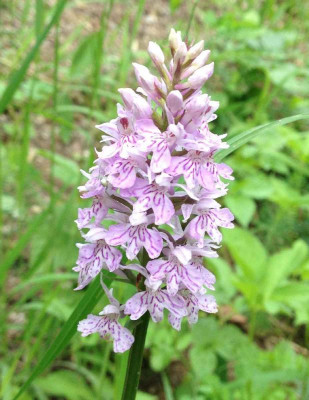 Dactylorhiza_fuchsii_06-2014_1200x1200_80KB.jpg
