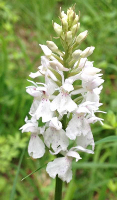 Dactylorhiza_fuchsii_hell_06-2014_1200x1200_80KB.jpg