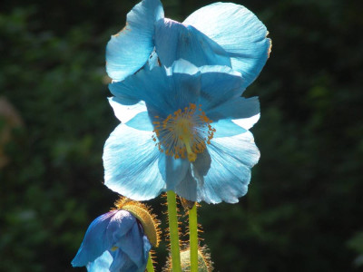 DSC03087-1.jpg