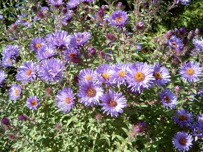 aster_noave-angliae_2008-10-21_019.jpg