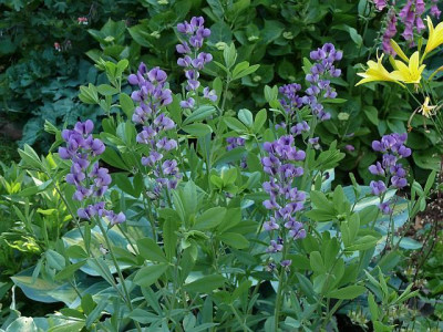 baptisia_australis_2014-06-01_399.jpg