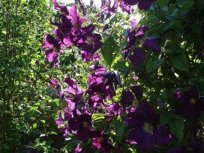 viola_in_der_abendsonne_2014-06-01_417.jpg