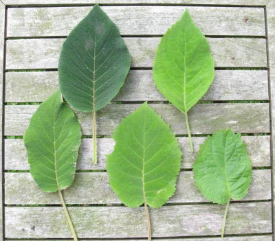 Hydrangea_sargentiana_Vergleich_2014_Kopie.jpg