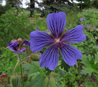 IMG_3790_Geranium_Blaubeereis.jpg