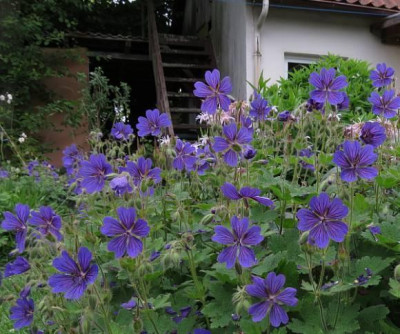 IMG_3784_Geranium_Blaues_Rad.jpg