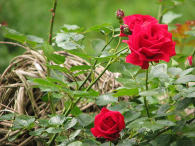 rote_kletterrose3.jpg