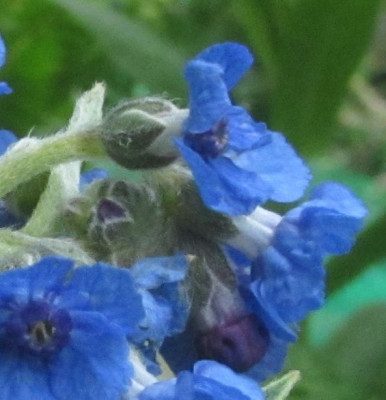 Cynoglossum-nervosum-ax2014.jpg