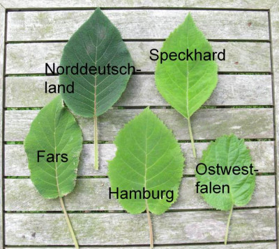 Vergleich_Text_Kopie.jpg