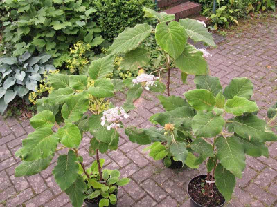 Hydrangea_sargentiana_Vergleich_2013.jpg