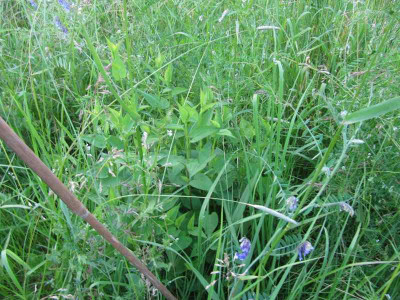 Wiese_MGP_3_140604.jpg