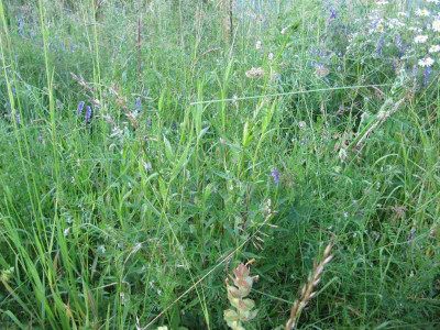 Wiese_MGP_2_140604.jpg