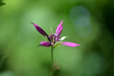 Geranium_Catherine_Deneuve.jpg