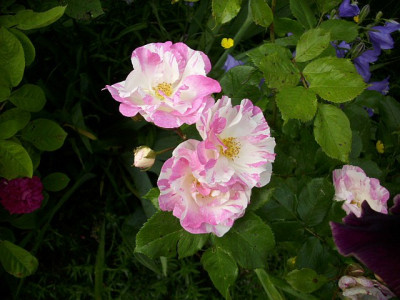 2014_sorbet_framboise.jpg