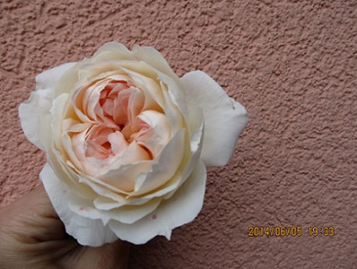 IMG_3734Meichavrin_Small.jpg