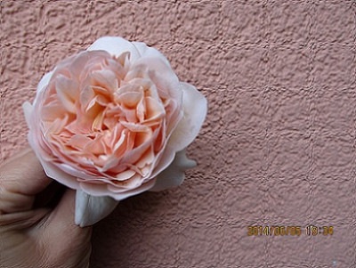 IMG_3735Sweet_Juliet_Small.jpg