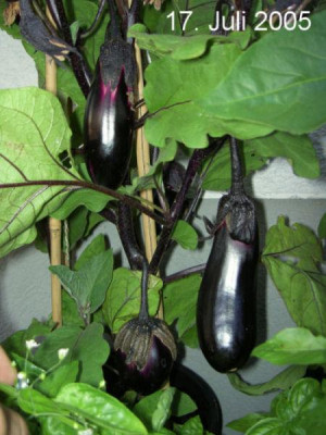 Aubergine2.jpg