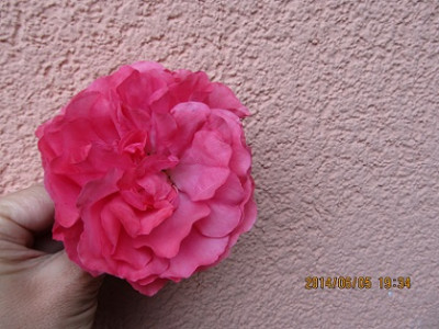 IMG_3737Rosarium_Uetersen_Small.jpg