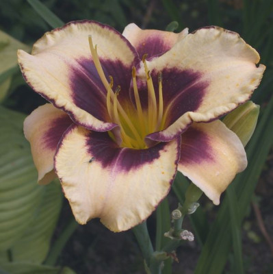 Sachsen_Plicata_3002.jpg