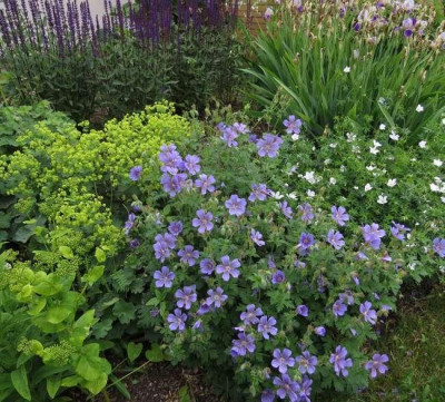 IMG_3770_Geranium_ibericum_Ushguli_Grijs.jpg