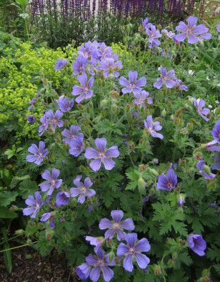 IMG_3769_Geranium_ibericum_Ushguli_Grijs.jpg